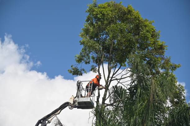 Best Hedge Trimming  in Castle Rock, CO